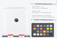 Foto (Objekt + Etikett) von Salisburia eocenica Ettingshausen (NHMW-GEO-2024-0188-8979)